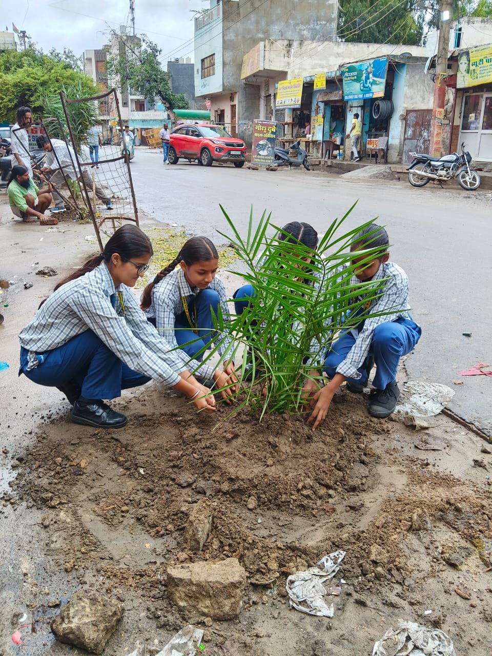 Tree Plantation